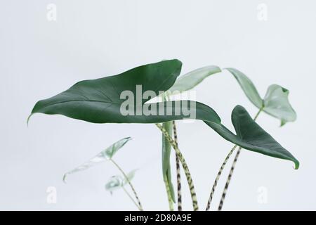 Alocasia Zebrina is a beautiful tropical plant. Its large leaves really  stand out, but so do its beautiful zebra-like stems Stock Photo - Alamy