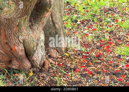 London, UK. 26th Oct, 2020. London's Autumn colours displayed in West Brompton cemetery, Chelsea. Credit: Brian Minkoff/Alamy Live News Stock Photo