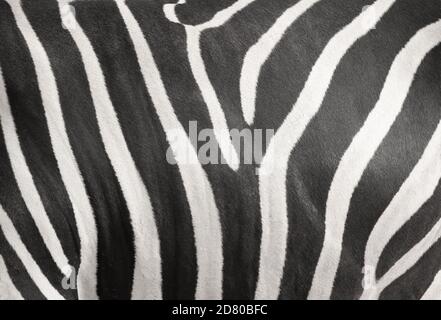 Zebra stripe skin texture background Stock Photo