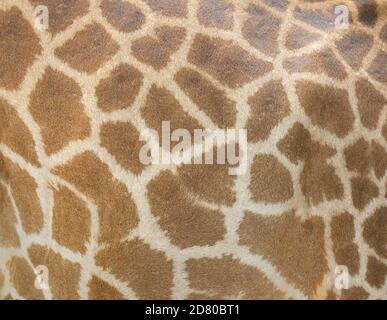 Giraffe skin pattern texture background Stock Photo