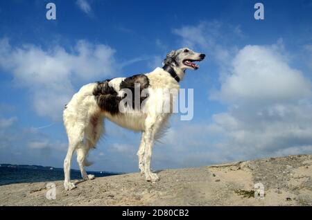 Elder silver/white female borzoi stands at a beach, seen from a rather low angle. Stock Photo