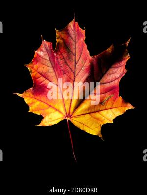 Autumn leaf on a black background Stock Photo