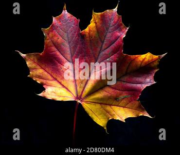 Autumn leaf on a black background Stock Photo