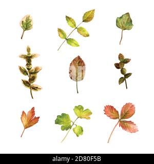Vector collection of watercolor autumn leaves isolated on white background. Stock Vector