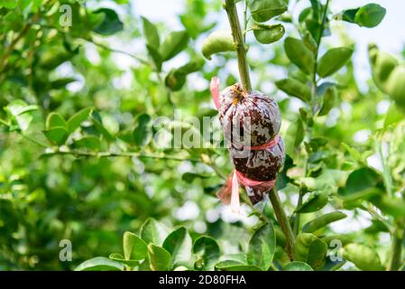 graft on the lemon tree for breed Stock Photo