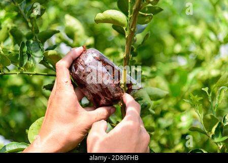 graft on the lemon tree for breed Stock Photo