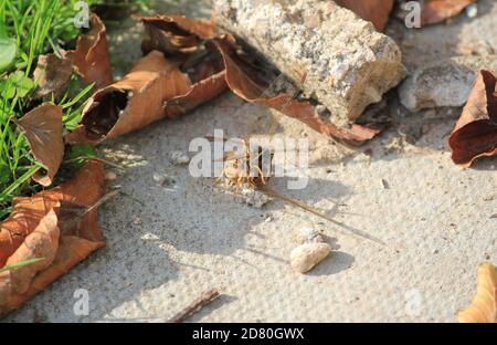 wasp having attacked red darter dragonfly kill or killing is normally something the dragonfly would hunt the wasp Stock Photo