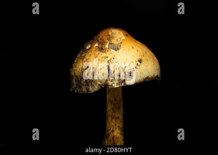 Decomposing funghi mushrooms close up,macro Stock Photo
