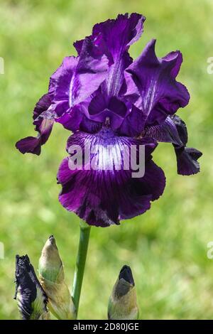 Dark violet Tall bearded iris flower Iris "Winners Circle" portrait Stock Photo