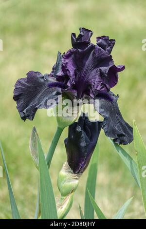 Dark black iris violet Tall bearded iris 'Hello Darkness' Iris flower black Iris portrait Tall bearded iris Flower Stock Photo