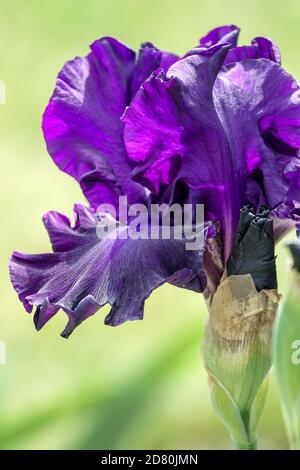 Dark blue violet Bearded iris Slovak Sapphire Stock Photo