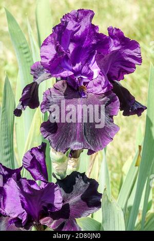 Dark blue violet Tall Bearded iris 'Slovak Nightmare' Blooms Stock Photo