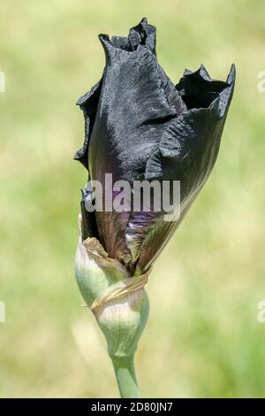 Black Iris flower bud Tall Bearded iris 'Here comes The Night' Stock Photo