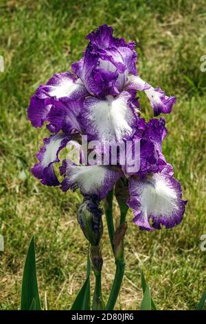 Purple white Tall Bearded Iris Jesses Song Stock Photo