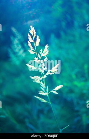 Roadside grass. Grasses are the dominant vegetation in many habitats Stock Photo