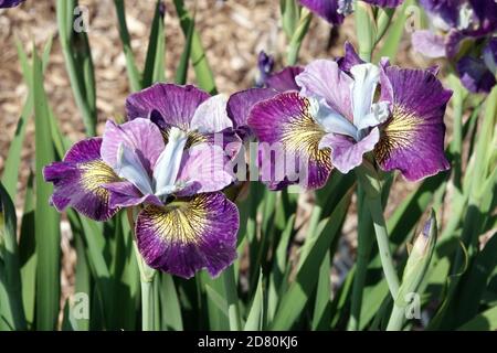Purple Iris sibirica "Charming Billy" Siberian Iris flowers Iris falls intensely dark and bright red violet Stock Photo