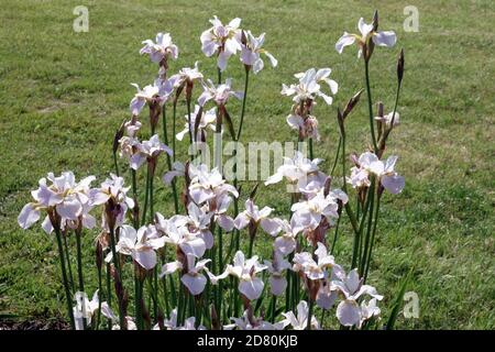 White iris sibirica 'Hohe Warte' siberian iris garden cluster flowers Stock Photo