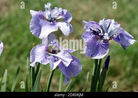 Pale Blue Iris sibirica 'Graceful Ghost' Stock Photo