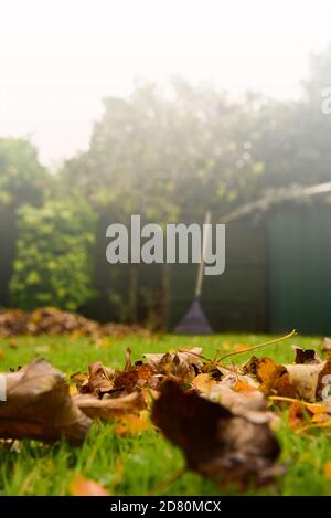 Autumn leaves and garden rake Stock Photo