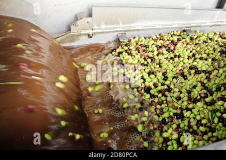 Washing olives with fresh water during extra virgin olive oil ...