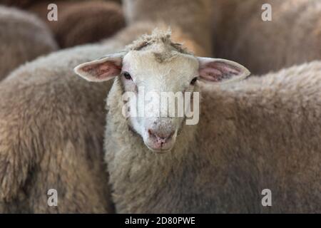 close-up of a sheep Ovis Aries Stock Photo
