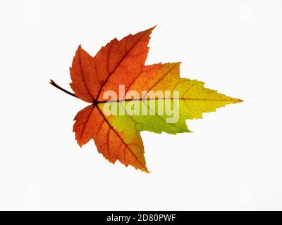 Maple leaf transitioning into autumn colours