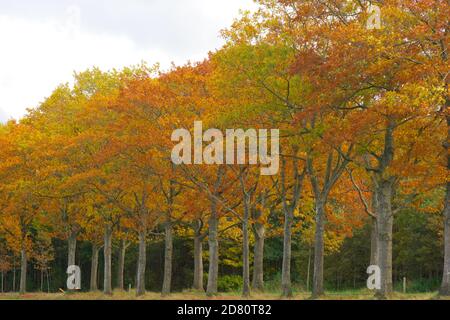 Autumn leaves changing color in park, line of trees along road in Vermont. Horizontal composition, copy space, full frame, color photograph. Stock Photo