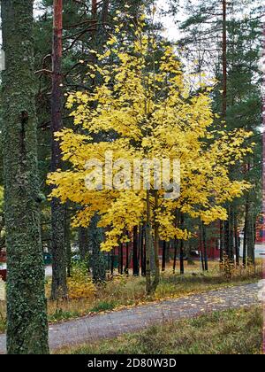 colorful autumn maple trees in park Stock Photo