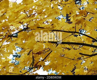 colorful autumn maple trees in park Stock Photo