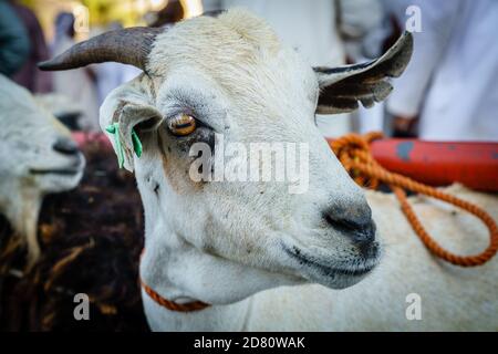 Close-up portrait of a goat at the goat market in Nizwa, Oman Stock Photo