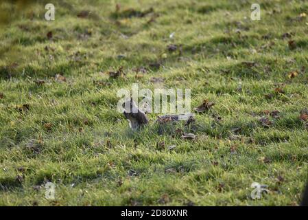 Grey Squirrel (Sciurus carolinensis) Eating Acorns on Leaf Strewn Grass in Mid-Wales in Autumn Stock Photo