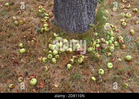 Windfall Apples on Ground Under Old Apple Tree and Orchard Stock Photo