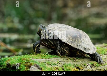Closeup view of a large red-eared slider turtle on a mossy log Stock Photo