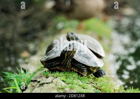 Two wild red-eared sliders on a moss-covered log in a pond Stock Photo