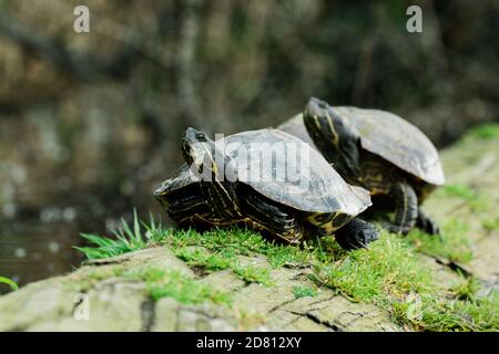 Two wild red-eared sliders on a log in a pond Stock Photo