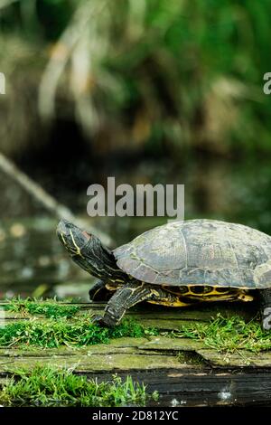 Closeup side view of a wild red-eared slider on a moss-covered log Stock Photo