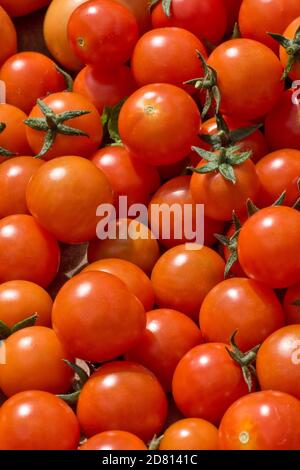 Glasshouse grown cherry tomatoes variety "Sweet Million" bright red harvested cherry tomatoes in a trug after picking, Berkshire, August Stock Photo