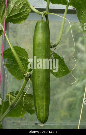 A mature cucumber fruit (Cucumis sativus) on the vine in and a garden greenhouse, Berkshire, July Stock Photo