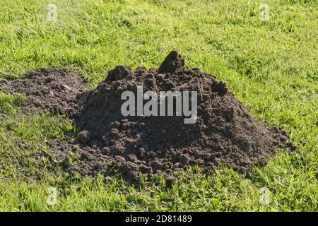 European mole (Talpa europaea) hill, a fresh mound of fine earth formed above a garden lawn in early autumn, Berkshire, September. Stock Photo