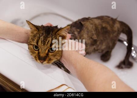 Washing the cat in the bathroom. Wet cat in the bathtub having shower. Confused or angry cat fear of water Stock Photo