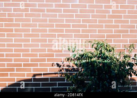 Street photography with orange bricks wall texture Stock Photo