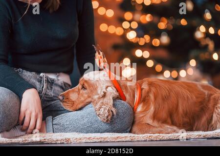 Portrait of cute dog indoors in festive christmas decorated room with his female owner Stock Photo