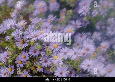 purple flower background with vintage lens blur Stock Photo