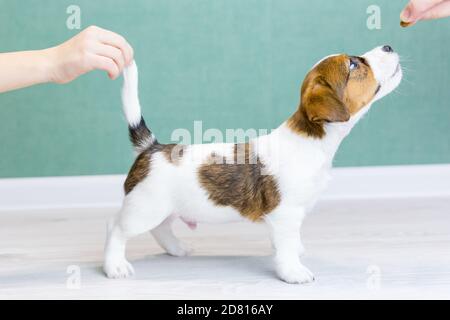 Human food store for jack russell