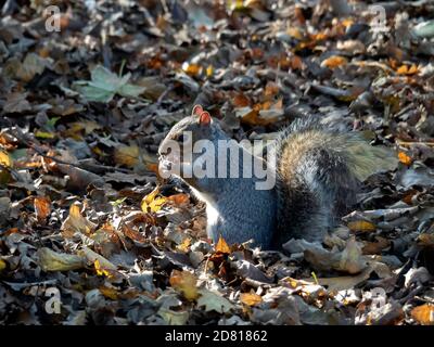A Grey Squirrel Sciurus carolinensis in autumn on a bed of dry leaves and eating a nut Stock Photo
