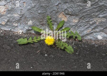 Dandelion flower On asphalt near the concrete wall, close up Stock Photo