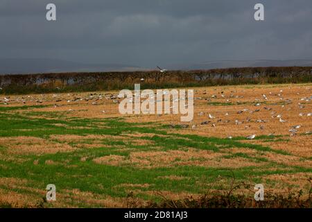 A large field filled with a mixture of birds feeding on the spilt corn left over from the harvest. Stock Photo