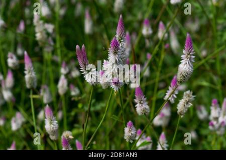 plumed cockscomb colorful flower close view looking awesome in an a Indian field. Stock Photo