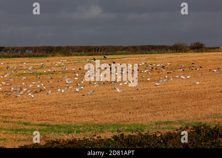 A large field filled with a mixture of birds feeding on the spilt corn left over from the harvest. Stock Photo
