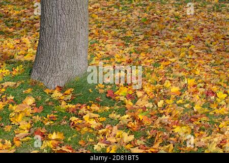 Colorful maple leaves in autumn on a meadow Stock Photo